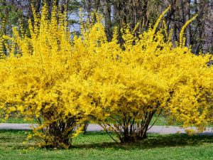 Forsythia 'Northern Gold'