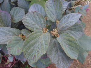 Fothergilla gardenii 'Blue Shadow'