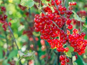 Ribes rubrum 'Red Lake'