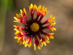 Gaillardia x grandiflora 'Fire Wheels'