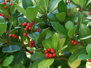Gaultheria procumbens
