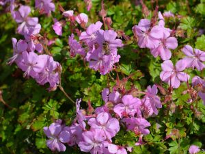 Geranium x cantabrigiense 'Biokovo'
