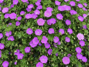 Geranium sanguineum 'Max Frei'