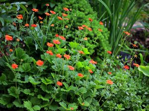 Geum Borisii