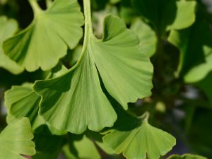 Ginkgo biloba 'Mariken'
