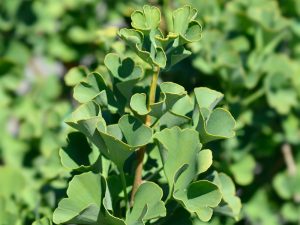 Ginkgo biloba 'Spring Grove'