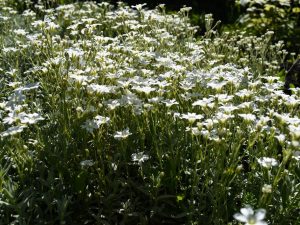 Gypsophila repens 'Alba'