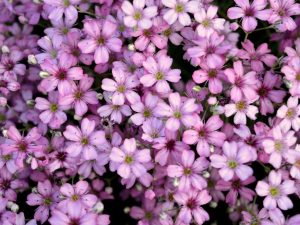 Gypsophila repens 'Rosea'