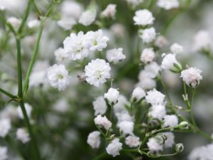 Gypsophila paniculata
