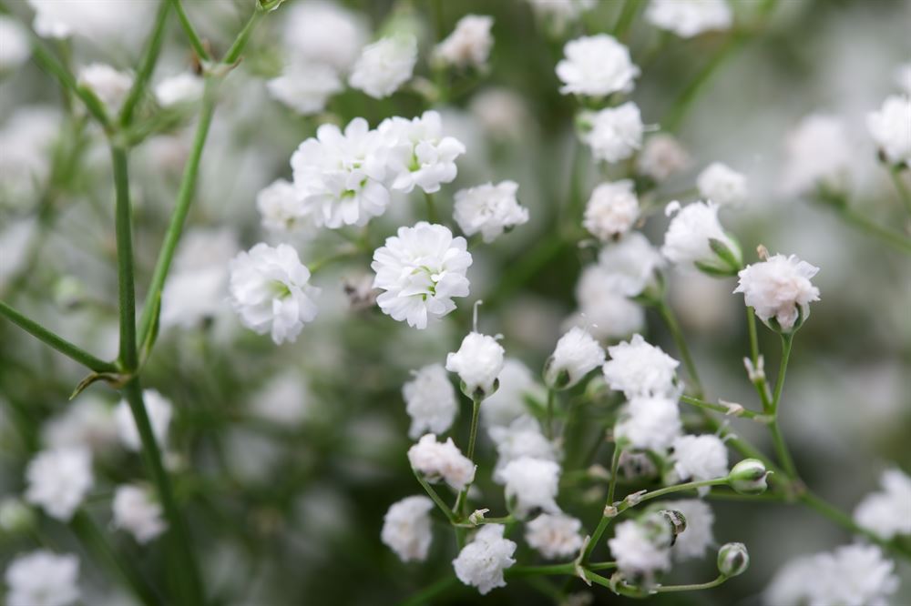 Gypsophila paniculata Centre de Jardin Barbe