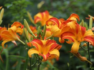 Hemerocallis 'Frans Hals'