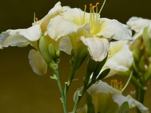 Hemerocallis 'Gentle Shepherd'