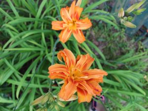 Hemerocallis 'Kwanso'