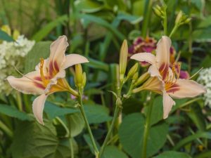Hemerocallis 'Pandora's Box'