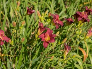 Hemerocallis 'Pardon Me'