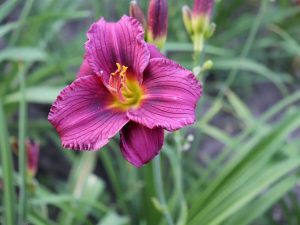 Hemerocallis 'Purple de Oro'