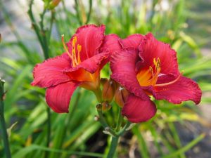 Hemerocallis 'Ruby Stella'