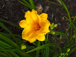Hemerocallis 'Stella d'Oro'