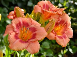 Hemerocallis 'Strawberry Candy'
