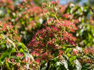 Heptacodium mic. 'Temple of Bloom'