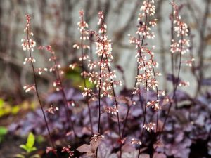 Heuchera 'Americana Obsidian'