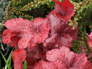 Heuchera 'Fire Alarm'