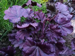 Heuchera 'Forever Purple'