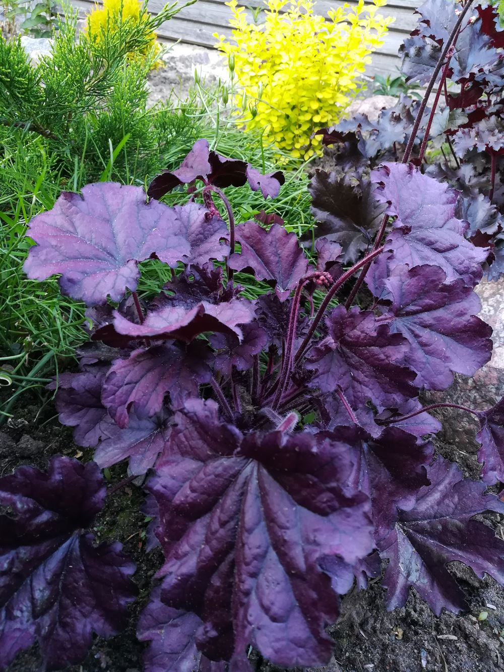 Heuchera 'Forever Purple'