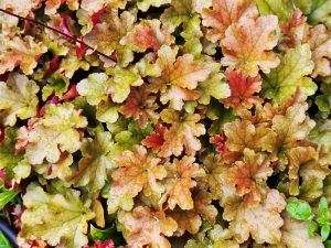Heuchera 'Marmalade'