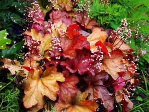 Heuchera 'Paprika'