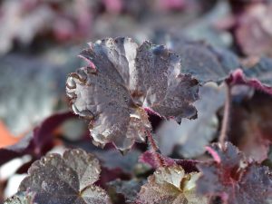 Heuchera micrantha 'Palace Purple'