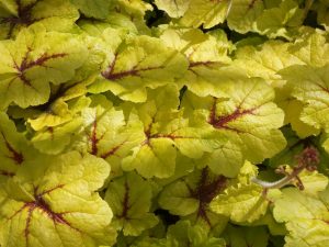 Heucherella 'Catching Fire'