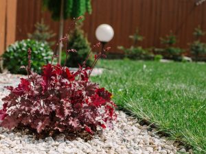 Heucherella 'Plum Pudding'