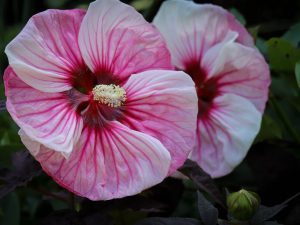 Hibiscus 'Cherry Choco Latte'