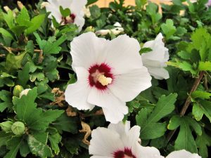 Hibiscus syriacus 'Red Heart'
