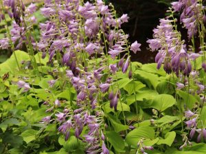 Hosta 'August Moon'