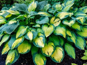 Hosta 'Brother Stefan'