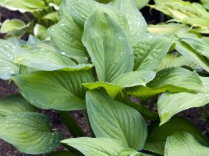 Hosta 'Guacamole'