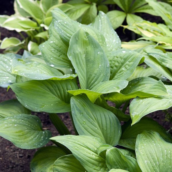 Hosta ‘Guacamole’ Centre de Jardin Barbe