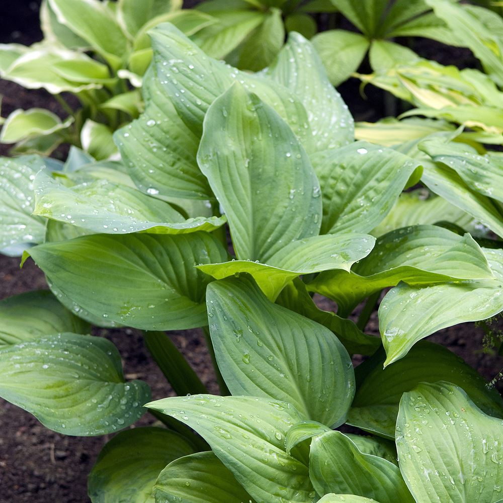 Hosta ‘Guacamole’ Centre de Jardin Barbe