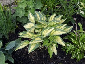Hosta 'June'