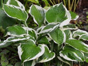 Hosta 'Patriot'