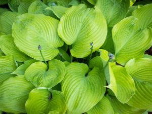 Hosta 'Sum and Substance'