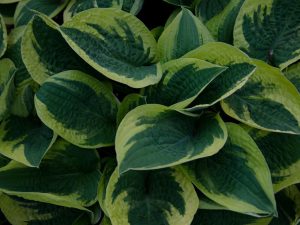 Hosta 'Wide Brim'