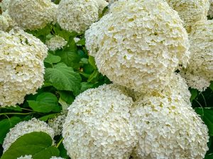 Hydrangea arborescens 'Annabelle'