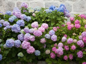 Hydrangea macrophylla 'Bloomstruck'