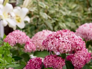 Hydrangea arb. 'Invincibelle Ruby'