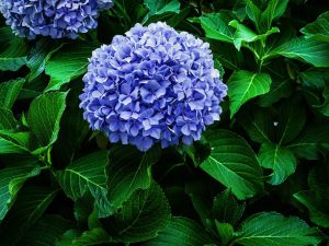Hydrangea 'Let's Dance Rythmic Blue'