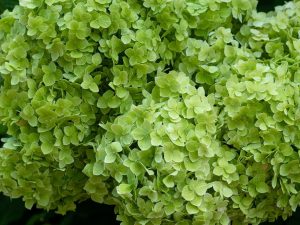 Hydrangea paniculata 'Little Lime'