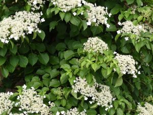 Hydrangea anomala petiolaris